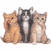 Three cats